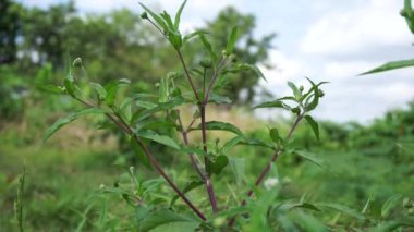 Eclipta alba (Urang-aring, sahte papatya, sahte papatya, yerba de tago, Karisalankanni, bhringraj) doğal arka plan. Bu bitki, ayçiçeği familyasından bir bitki türü..