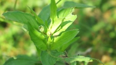 Eclipta alba (Urang-aring, sahte papatya, sahte papatya, yerba de tago, Karisalankanni, bhringraj) doğal arka plan. Bu bitki, ayçiçeği familyasından bir bitki türü..