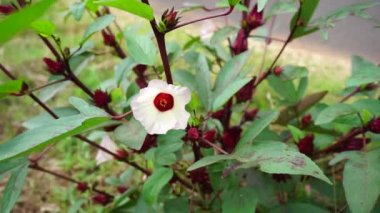 Rosella çiçeği (Roselle olarak da bilinir) doğal bir geçmişi vardır. Bitkisel içecek ve bitkisel ilaç olarak kullanın.