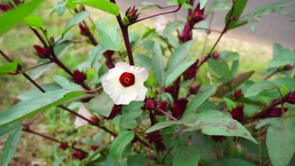 ロゼラ ローゼルとも呼ばれます の花は 自然な背景を持ちます ハーブドリンクや漢方薬として使用する — ストック動画