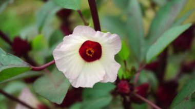 Rosella çiçeği (Roselle olarak da bilinir) doğal bir geçmişi vardır. Bitkisel içecek ve bitkisel ilaç olarak kullanın.