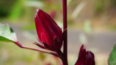 Rosella çiçeği (Roselle olarak da bilinir) doğal bir geçmişi vardır. Bitkisel içecek ve bitkisel ilaç olarak kullanın.