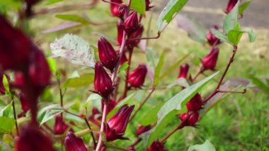 Rosella çiçeği (Roselle olarak da bilinir) doğal bir geçmişi vardır. Bitkisel içecek ve bitkisel ilaç olarak kullanın.