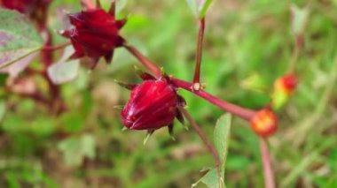 Rosella çiçeği (Roselle olarak da bilinir) doğal bir geçmişi vardır. Bitkisel içecek ve bitkisel ilaç olarak kullanın.