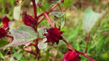 Rosella çiçeği (Roselle olarak da bilinir) doğal bir geçmişi vardır. Bitkisel içecek ve bitkisel ilaç olarak kullanın.