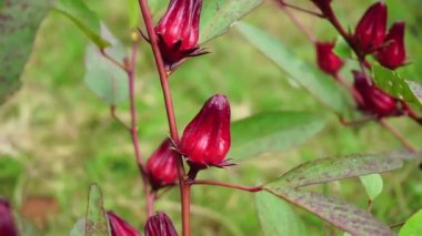 Rosella çiçeği (Roselle olarak da bilinir) doğal bir geçmişi vardır. Bitkisel içecek ve bitkisel ilaç olarak kullanın.