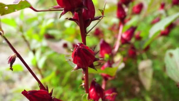 具有自然背景的玫瑰花 也称为玫瑰花 用作草药饮料和草药 — 图库视频影像