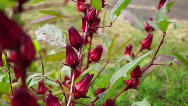 Rosella Blume Auch Roselle Genannt Mit Natürlichem Hintergrund Verwendung Als — Stockvideo