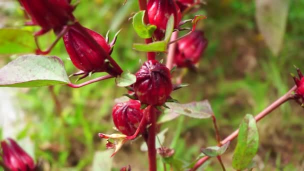 ロゼラ ローゼルとも呼ばれます の花は 自然な背景を持ちます ハーブドリンクや漢方薬として使用する — ストック動画