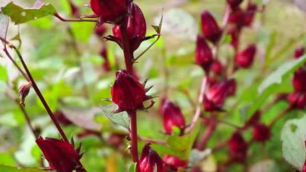 Rosella Flor Também Chamada Rosela Com Fundo Natural Utilização Como — Vídeo de Stock