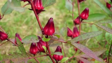 Rosella çiçeği (Roselle olarak da bilinir) doğal bir geçmişi vardır. Bitkisel içecek ve bitkisel ilaç olarak kullanın.