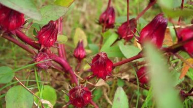 Rosella çiçeği (Roselle olarak da bilinir) doğal bir geçmişi vardır. Bitkisel içecek ve bitkisel ilaç olarak kullanın.