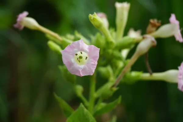 Nicotiana Tütün Bitkileri Bitkisi Doğal Bir Geçmişe Sahiptir — Stok fotoğraf