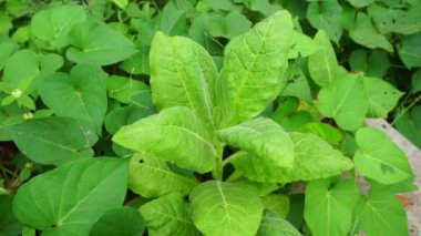 Nicotiana (tütün bitkileri) bitkisi doğal bir geçmişe sahiptir