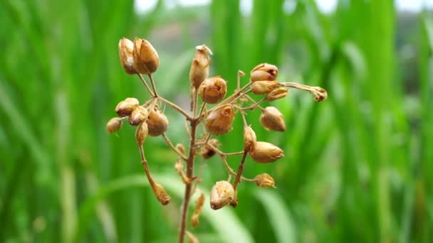 Nicotiana Dohány Növények Virág Természetes Háttérrel — Stock videók