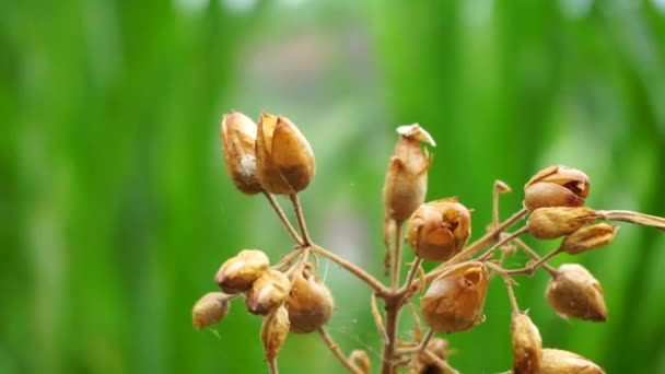 Nicotiana Tütün Bitkileri Çiçeğinin Doğal Bir Arka Planı Vardır — Stok video