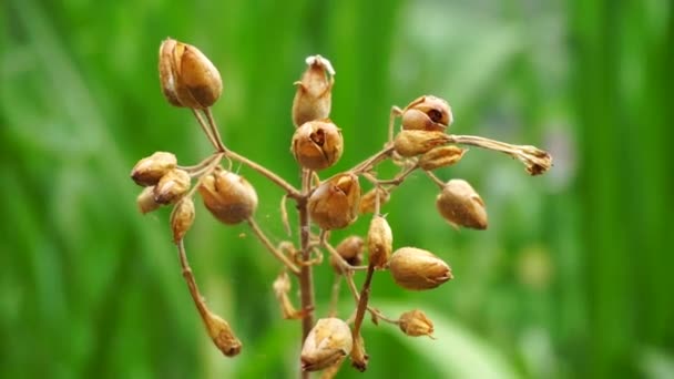 Nicotiana Dohány Növények Virág Természetes Háttérrel — Stock videók