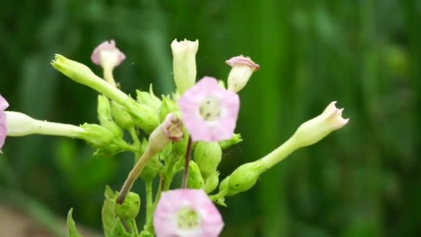 Nicotiana Tabaksplanten Plant Met Een Natuurlijke Achtergrond — Stockvideo