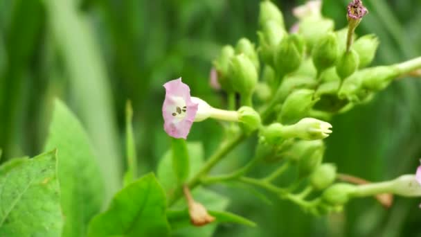 具有自然背景的烟叶植物 — 图库视频影像