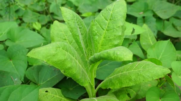 Nicotiana Tabaksplanten Plant Met Een Natuurlijke Achtergrond — Stockvideo