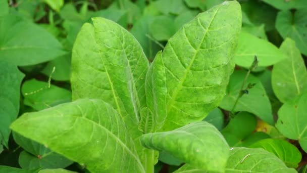 Nicotiana Tanaman Tembakau Tanaman Dengan Latar Belakang Alami — Stok Video