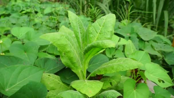 Nicotiana Tütün Bitkileri Bitkisi Doğal Bir Geçmişe Sahiptir — Stok video