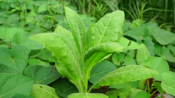 Nicotiana Tanaman Tembakau Tanaman Dengan Latar Belakang Alami — Stok Video