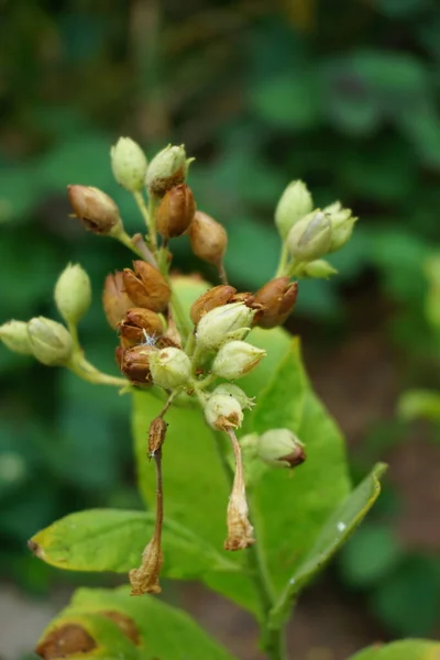 Nicotiana Plantes Tabac Plante Avec Fond Naturel — Photo