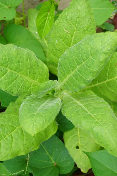 Nicotiana Plantas Tabaco Planta Com Fundo Natural — Fotografia de Stock