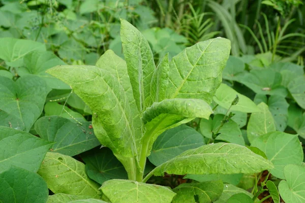 Nicotiana Plantas Tabaco Planta Con Fondo Natural — Foto de Stock