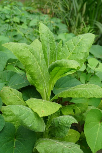 Никотиана Табачные Растения Растение Естественным Фоном — стоковое фото