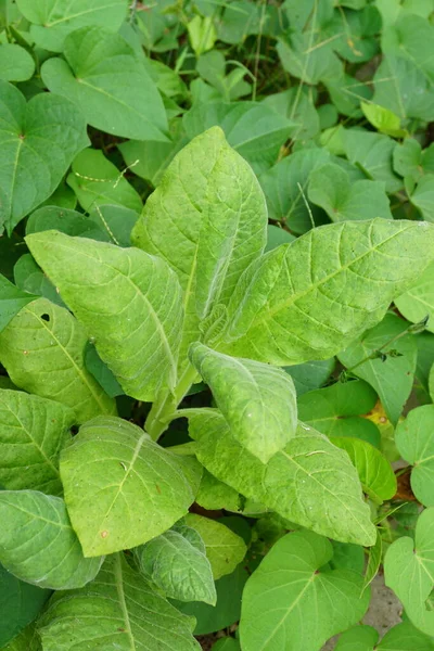 具有自然背景的烟叶植物 — 图库照片