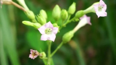 Nicotiana (tütün bitkileri) bitkisi doğal bir geçmişe sahiptir