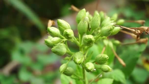 Nicotiana Tabaksplanten Plant Met Een Natuurlijke Achtergrond — Stockvideo