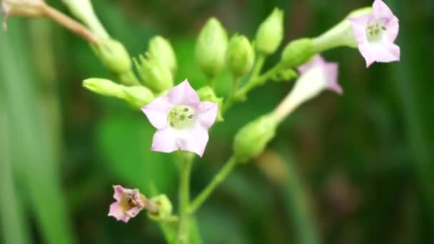 Nicotiana Tobaksplanter Plante Med Naturlig Baggrund – Stock-video
