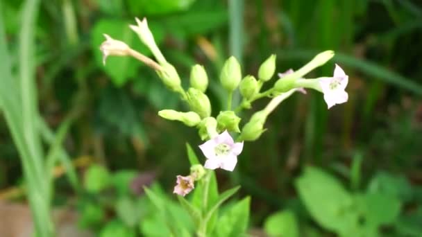 Nicotiana Tobacco Plants Plant Natural Background — Stock Video
