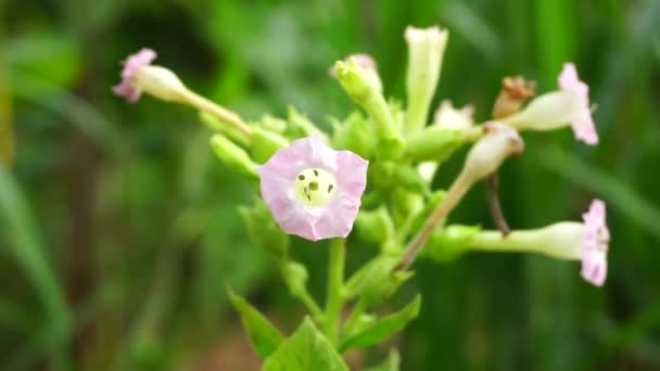 Nicotiana Plantas Tabaco Planta Com Fundo Natural — Vídeo de Stock