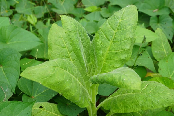 Никотиана Табачные Растения Растение Естественным Фоном — стоковое фото