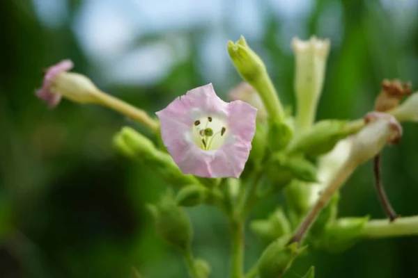 Nicotiana Tütün Bitkileri Bitkisi Doğal Bir Geçmişe Sahiptir — Stok fotoğraf