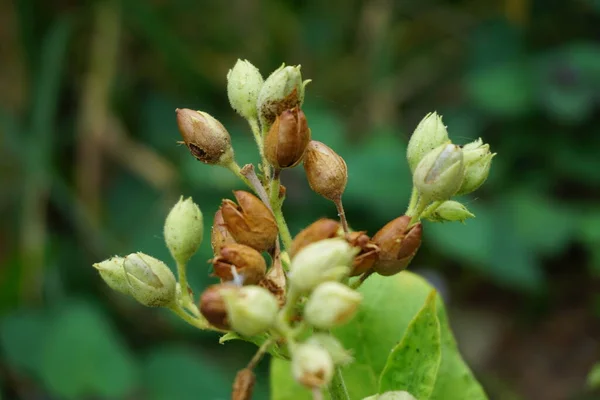 Nicotiana Tanaman Tembakau Tanaman Dengan Latar Belakang Alami — Stok Foto