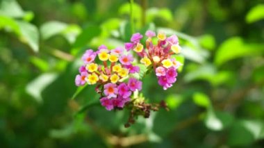 Lantana camara (tahi ayam, sailara, tembelekan, lantana, big sage, wild sage, red sage, white sage, tick berry, West Indian lantana, umbelanterna).