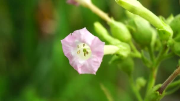 Nicotiana Dohány Növények Növény Természetes Háttérrel — Stock videók