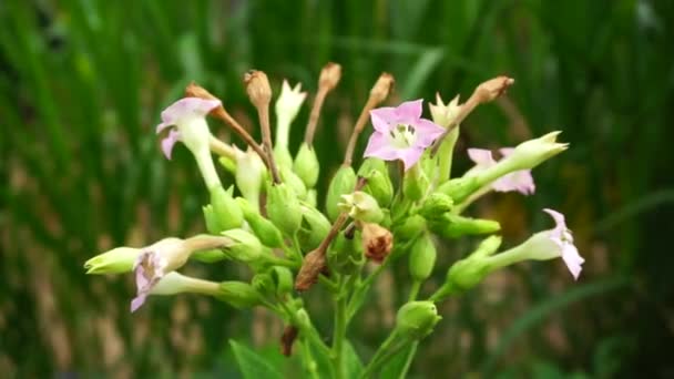 Φυτό Νικοτιάνα Καπνοκαλλιέργειες Φυσικό Υπόβαθρο — Αρχείο Βίντεο