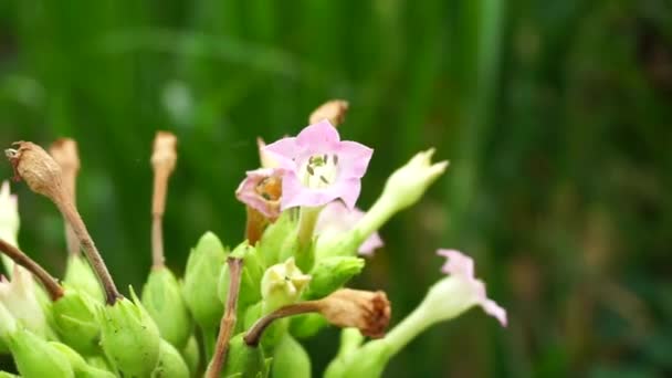 Nicotiana Tabaksplanten Plant Met Een Natuurlijke Achtergrond — Stockvideo