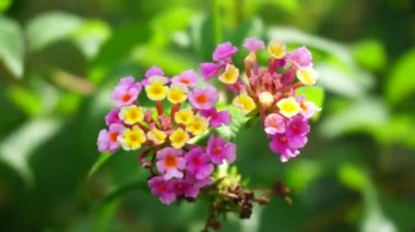 Lantana camara (tahi ayam, sailara, tembelekan, lantana, big sage, wild sage, red sage, white sage, tick berry, West Indian lantana, umbelanterna).