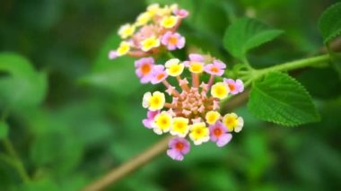 Lantana camara (tahi ayam, sailara, tembelekan, lantana, big sage, wild sage, red sage, white sage, tick berry, West Indian lantana, umbelanterna).