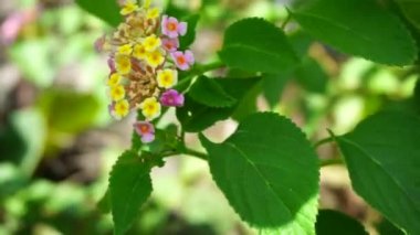 Lantana camara (tahi ayam, sailara, tembelekan, lantana, big sage, wild sage, red sage, white sage, tick berry, West Indian lantana, umbelanterna).