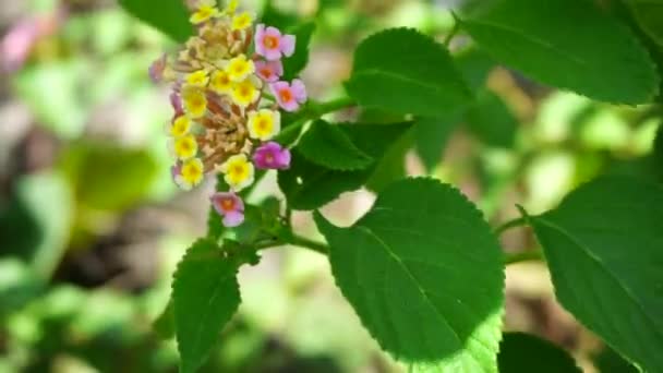 Lantana Camara Tahi Ayam Sailara Tembelekan Common Lantana Big Sage — Stock video