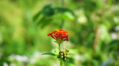 Lantana camara (tahi ayam, sailara, tembelekan, lantana, big sage, wild sage, red sage, white sage, tick berry, West Indian lantana, umbelanterna).