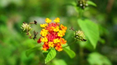 Lantana camara (tahi ayam, sailara, tembelekan, lantana, big sage, wild sage, red sage, white sage, tick berry, West Indian lantana, umbelanterna).